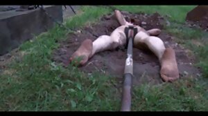 ලොකු කළු කුකුළා